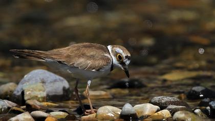 Halkalı küçük cılıbıt