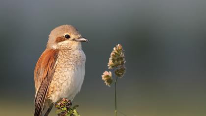 Kızılsırtlı örümcekkuşu