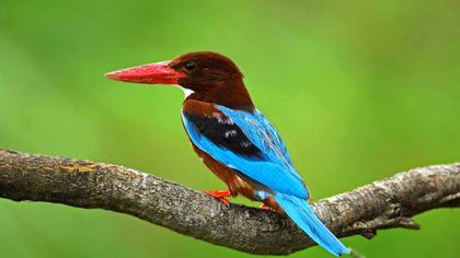 İzmir yalıçapkını