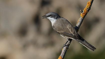 Küçük akgerdanlı ötleğen