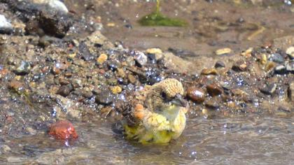 Karabaşlı kirazkuşu