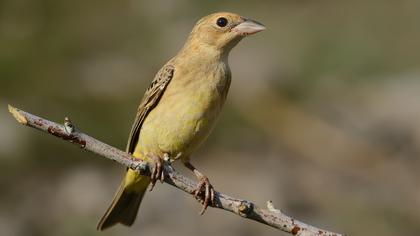 Karabaşlı kirazkuşu