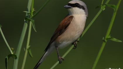 Kızılsırtlı örümcekkuşu