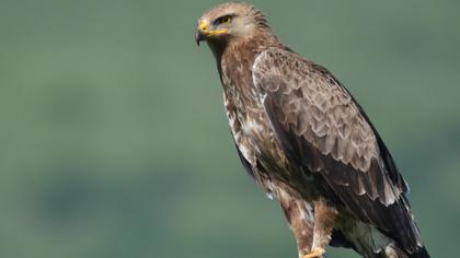 Küçük orman kartalı