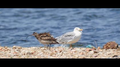 Sürmeli kervançulluğu