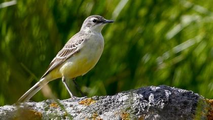 Sarı kuyruksallayan