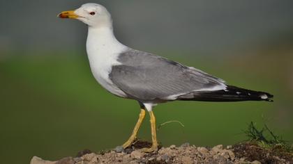 Van gölü martısı