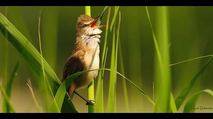 Büyük kamışçın