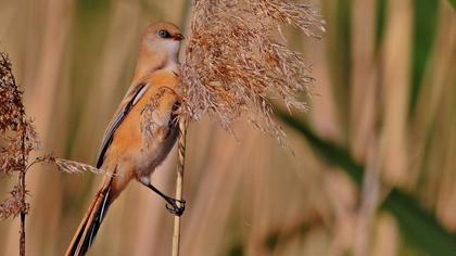 Bıyıklı baştankara
