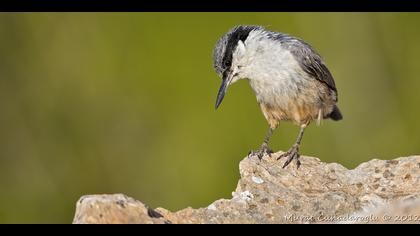 Büyük kaya sıvacısı