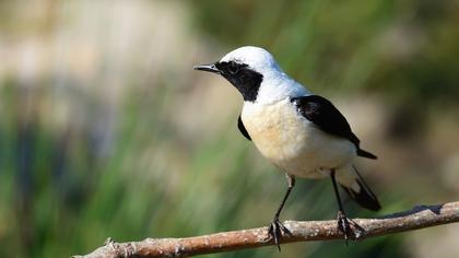 Karakulaklı kuyrukkakan