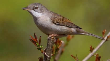 Akgerdanlı ötleğen