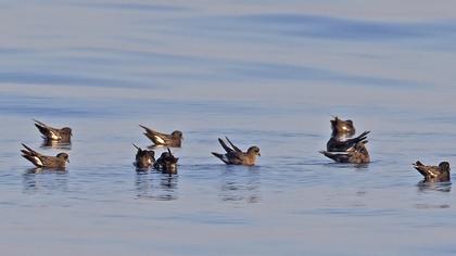 Fırtınakırlangıcı