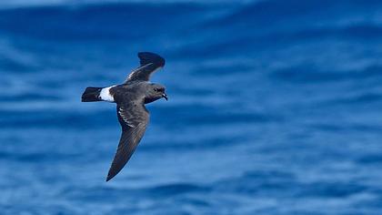 Fırtınakırlangıcı