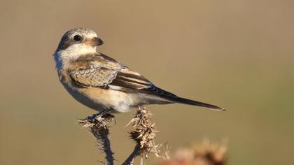 Maskeli örümcekkuşu