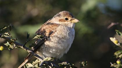 Kızılsırtlı örümcekkuşu