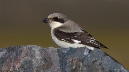 Karaalınlı örümcekkuşu