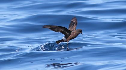 Fırtınakırlangıcı