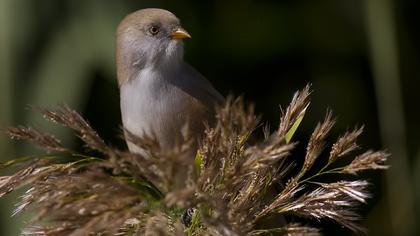 Bıyıklı baştankara