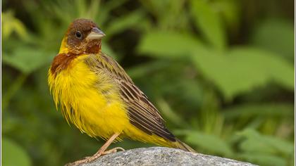 Kızılbaşlı kirazkuşu