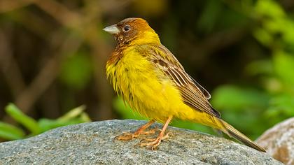 Kızılbaşlı kirazkuşu