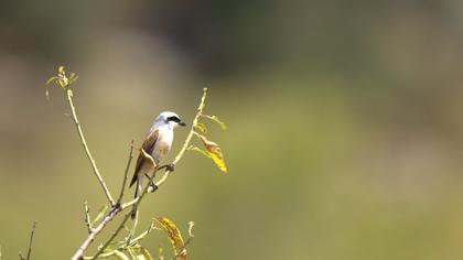 Kızılsırtlı örümcekkuşu