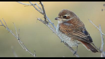 Kızılsırtlı örümcekkuşu