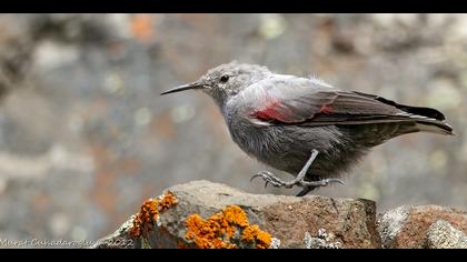 Duvar tırmaşıkkuşu