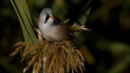 Bıyıklı baştankara