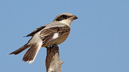 Karaalınlı örümcekkuşu