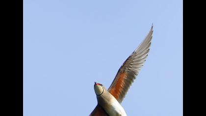 Bataklıkkırlangıcı