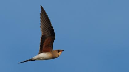 Bataklıkkırlangıcı