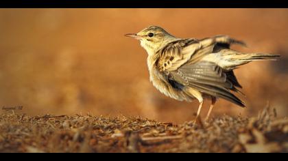 Kır incirkuşu » Tawny Pipit » Anthus campestris