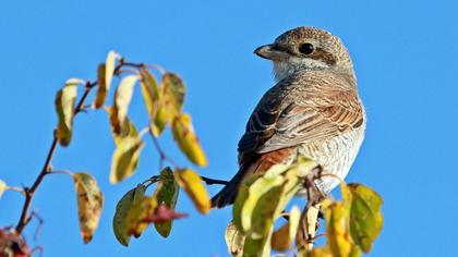 Kızılsırtlı örümcekkuşu