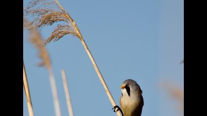 Bıyıklı baştankara