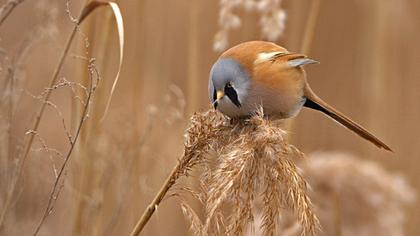 Bıyıklı baştankara