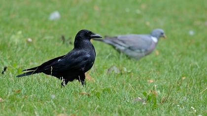 Avrupa leş kargası