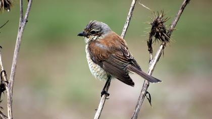 Kızılsırtlı örümcekkuşu