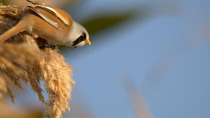 Bıyıklı baştankara
