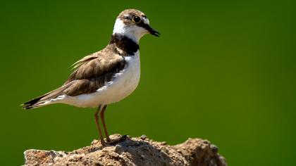 Halkalı küçük cılıbıt