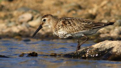 Karakarınlı kumkuşu