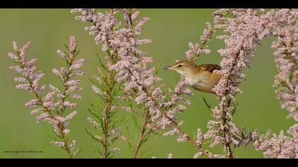 Büyük kamışçın