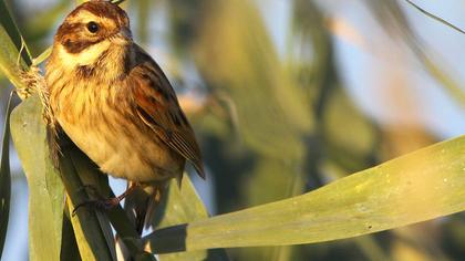 Bataklık Kirazkuşu