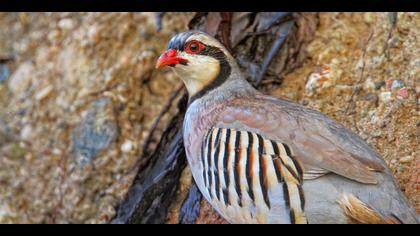 Kınalı keklik » Chukar Partridge » Alectoris chukar