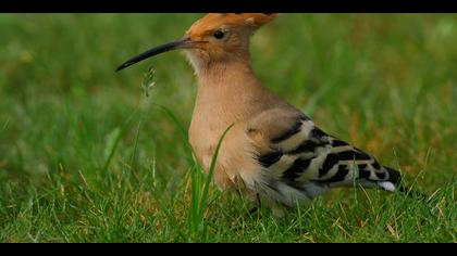 İbibik » Eurasian Hoopoe » Upupa epops
