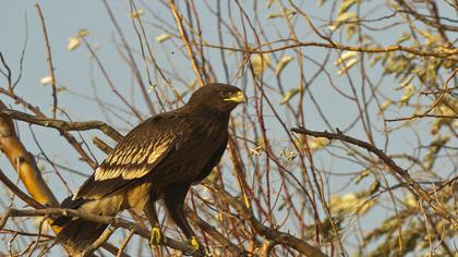 Büyük orman kartalı