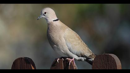Kumru » Eurasian Collared Dove » Streptopelia decaocto