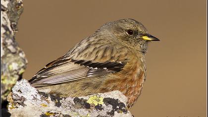 Büyük dağbülbülü