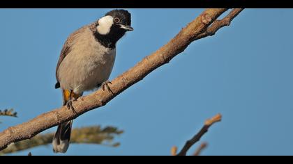 Akyanaklı arapbülbülü