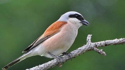 Kızılsırtlı örümcekkuşu